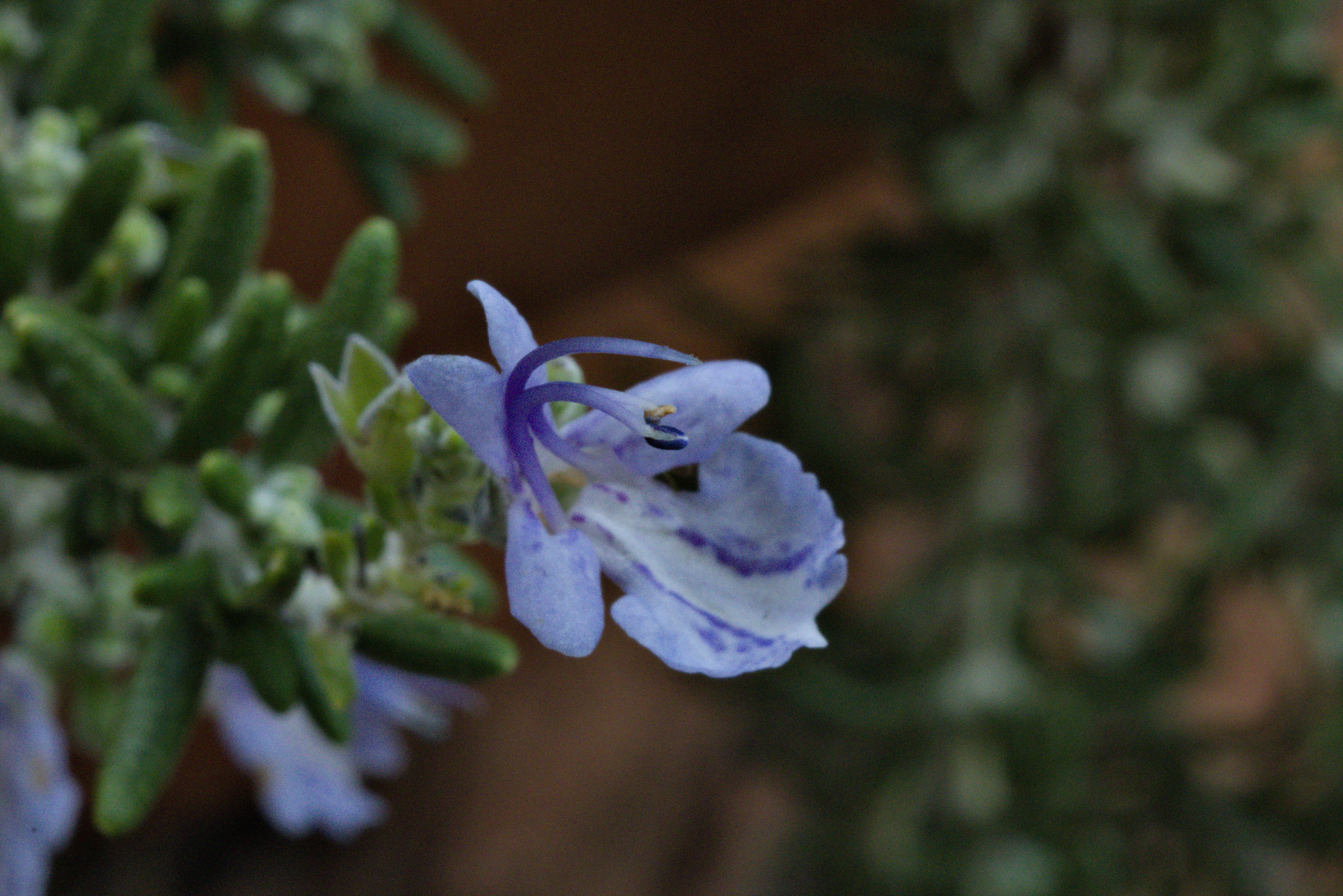 Meyer-Optik Görlitz Primagon 35mm f4.5 (M42) - _I4A7364.webp